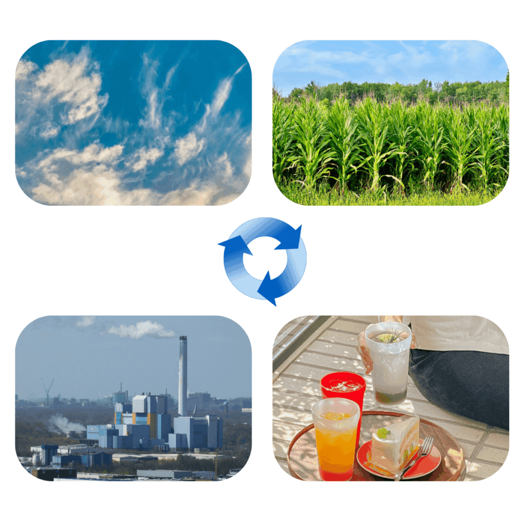 Geschlossener Kohlenstoffkreislauf bei der Kunststoffherstellung - Photosynthese und CO2-Freisetzung im Gleichgewicht 