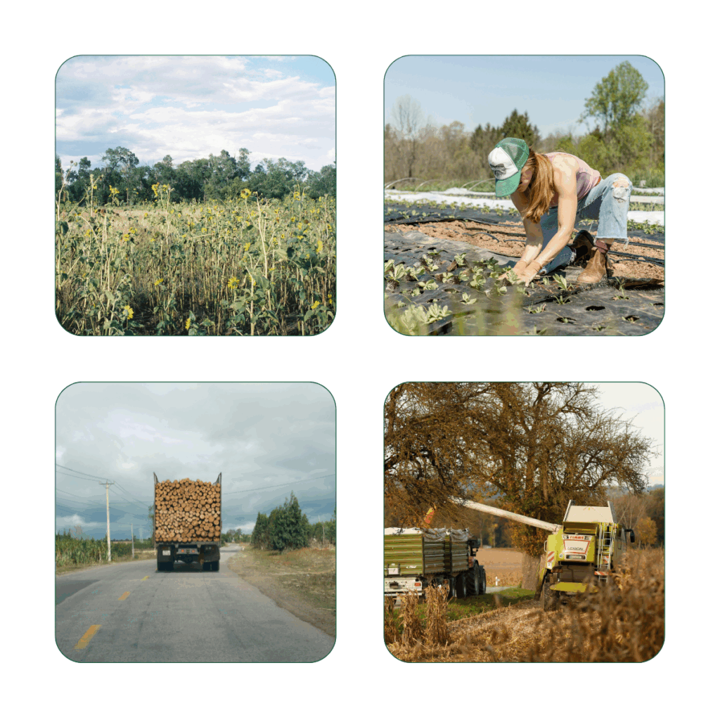 Zusatznutzen nachwachsender Rohstoffe - Unabhängigkeit, Umweltschutz, regionale Wertschöpfung und Innovation 