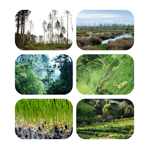 Übersicht naturbasierter Klimaschutzbeiträge wie Aufforstung, Moorvernässung und regenerative Landwirtschaft