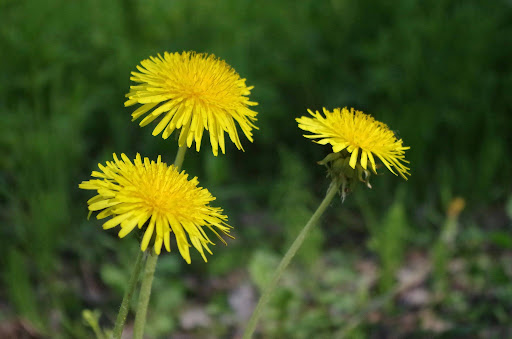 3 Löwenzahn-Blüten