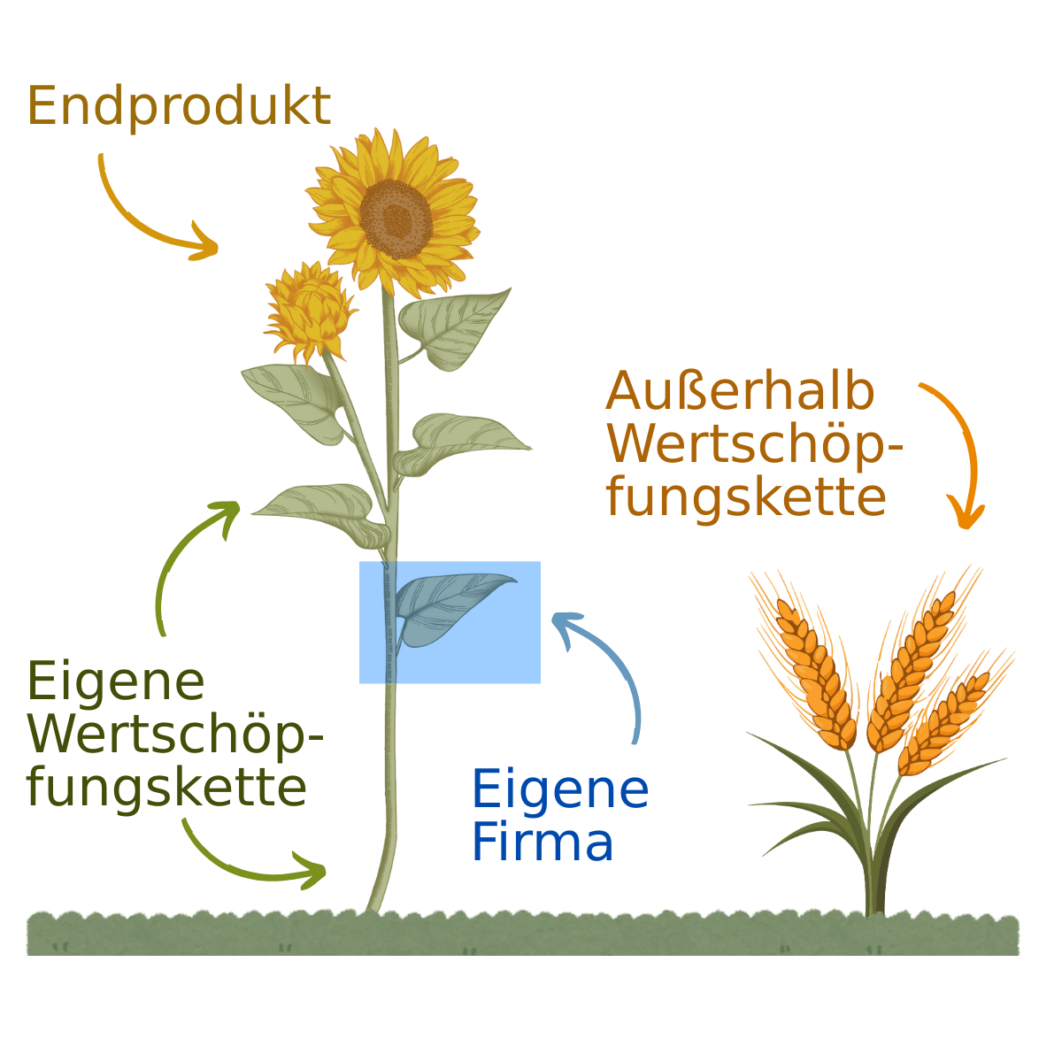 Sonnenblumen-Modell: Klimaschutz innerhalb der eigenen Wertschöpfungskette (Insetting) mit Vorteilen wie Resilienz und Kostensenkung
